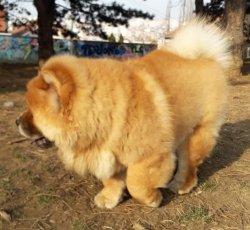 CHOW CHOW YAVRUMUZ 4