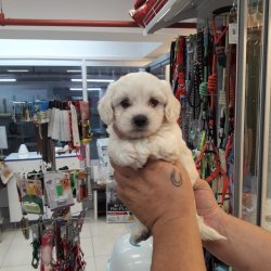 Maltese Terri̇er 2 Aylık Dişi Yavrumuz 1
