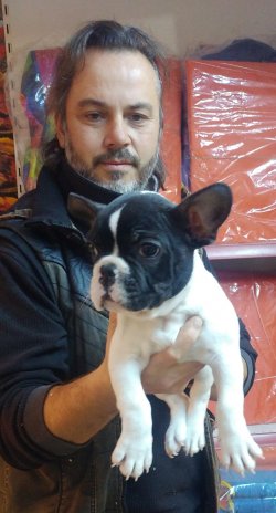 Frenç Buldog Yavrusu 1