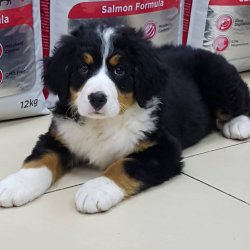 Bernese Mountain Dog Yavruları 1
