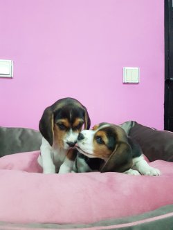 Beagle Yavrularımız Sizler İçin 2