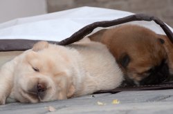Beyaz Kızıl  Chow Chow Yavruları 1