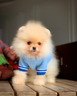 Yarışma Düzeyi PomeranianBoo Oğlumuz 4