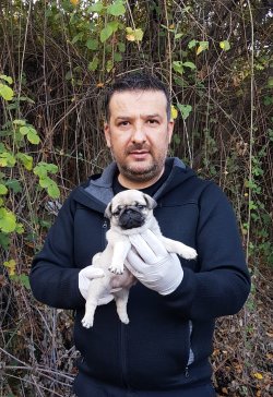 PUG YAVRULAR SİZLERİÇİN 3
