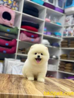 3,5 Aylık Ayıcık Surat Pomeranian Boo 3