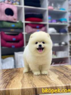 3,5 Aylık Ayıcık Surat Pomeranian Boo