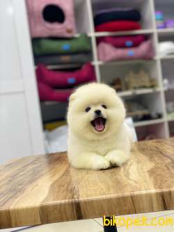 3,5 Aylık Ayıcık Surat Pomeranian Boo 2