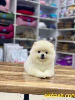 3,5 Aylık Ayıcık Surat Pomeranian Boo 5