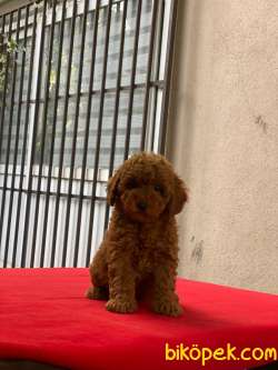 3,5 Aylık Dişi Red Brown Toy Poodle