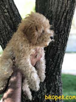 3,5 Aylık Dişi Red Toy Poodle Anne Altından 2