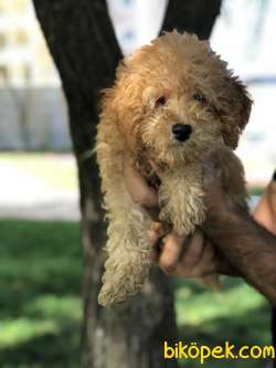 3,5 Aylık Dişi Red Toy Poodle Anne Altından 1
