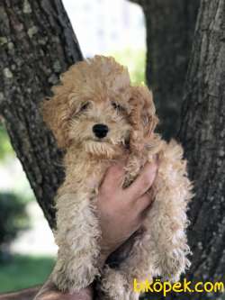 3,5 Aylık Dişi Red Toy Poodle Anne Altından 3