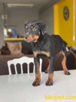 3,5 Aylık Dişi Rottweiler Yavrumuz 2