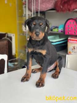 3,5 Aylık Dişi Rottweiler Yavrumuz 3