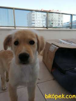 3.5 Aylık Erkek Golden Retriever Iç Dış Parazit Aşıları Yapılmış 3