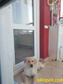 3.5 Aylık Erkek Golden Retriever Iç Dış Parazit Aşıları Yapılmış 1