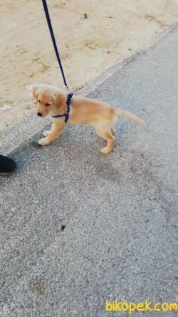 3.5 Aylık Erkek Golden Retriever Iç Dış Parazit Aşıları Yapılmış 2