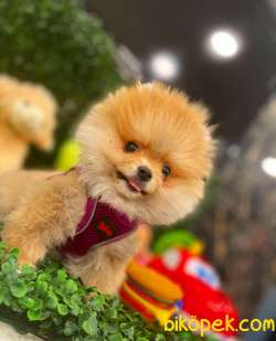 3.5 AYLIK ERKEK POMERANİAN BOO 3