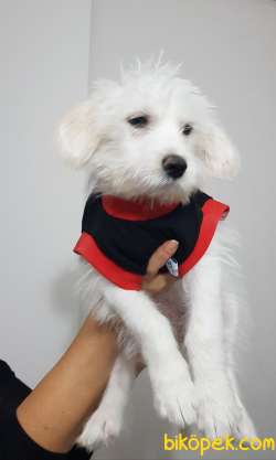 3,5 Aylık Maltese Terrier 3