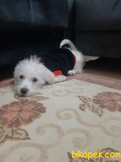 3,5 Aylık Maltese Terrier 2