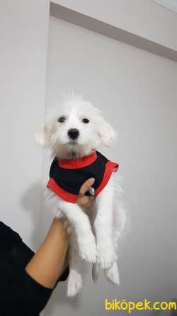3,5 Aylık Maltese Terrier 4