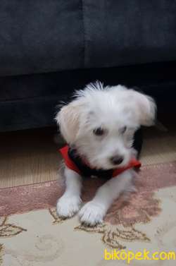 3,5 Aylık Maltese Terrier 1