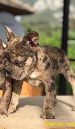 3.5 AYLIK MERLE FRENCH BULLDOG YAVRUMUZ 4