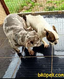 3.5 AYLIK MERLE FRENCH BULLDOG YAVRUMUZ 3