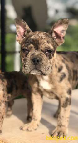 3.5 AYLIK MERLE FRENCH BULLDOG YAVRUMUZ 1