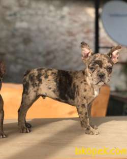 3.5 AYLIK MERLE FRENCH BULLDOG YAVRUMUZ 2