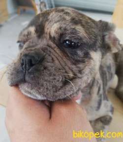 3.5 AYLIK MERLE FRENCH BULLDOG YAVRUMUZ 5