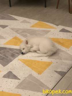 3,5 Aylık Pomeranian 2