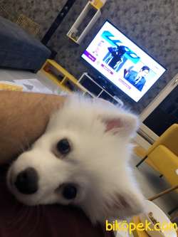 3,5 Aylık Pomeranian 3