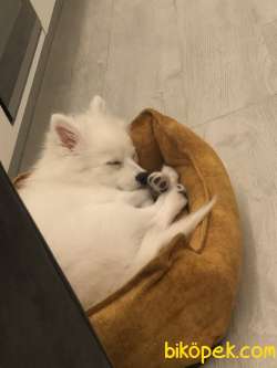 3,5 Aylık Pomeranian 1