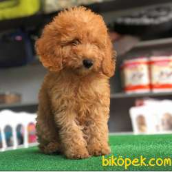 3,5 Aylık RED TOY POODLE Oğlum Leon 3