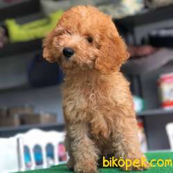 3,5 Aylık RED TOY POODLE Oğlum Leon 2