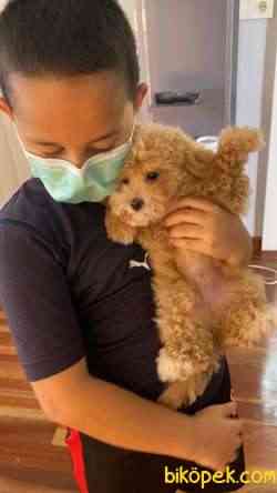 3,5 Aylık Toy Poodle Erkek 4