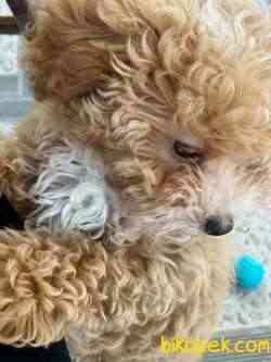 3,5 Aylık Toy Poodle Erkek 3