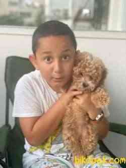 3,5 Aylık Toy Poodle Erkek 1