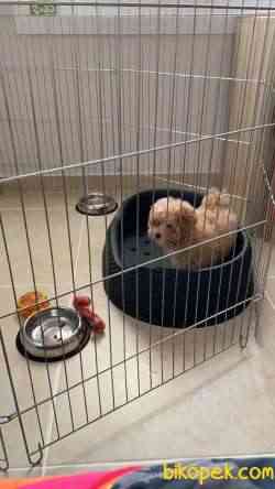3,5 Aylık Toy Poodle Erkek 2