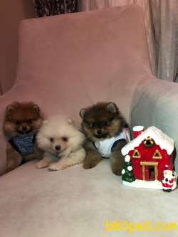 3 Adet Yavru Pomeranian Boo 1