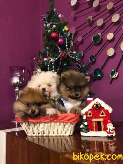 3 Adet Yavru Pomeranian Boo 4