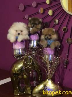 3 Adet Yavru Pomeranian Boo 3