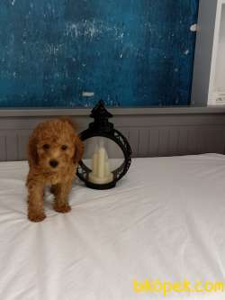 3 AYLIK 1200 GR ERKEK TOY POODLE 3