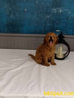 3 AYLIK 1200 GR ERKEK TOY POODLE 4
