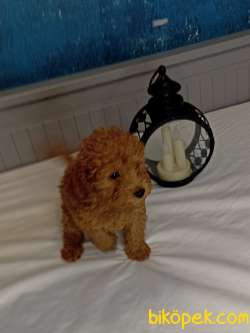 3 AYLIK 1200 GR ERKEK TOY POODLE 5