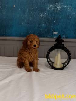 3 AYLIK 1200 GR ERKEK TOY POODLE 1