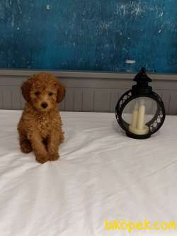 3 AYLIK 1200 GR ERKEK TOY POODLE 2