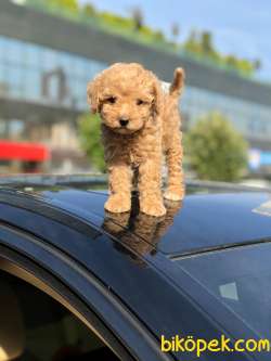 3 Aylık Apricot Toy Poodle Yavrularımız 4