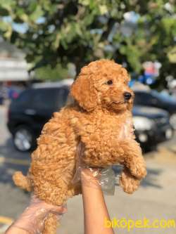 3 Aylık Apricot Toy Poodle Yavrularımız 2